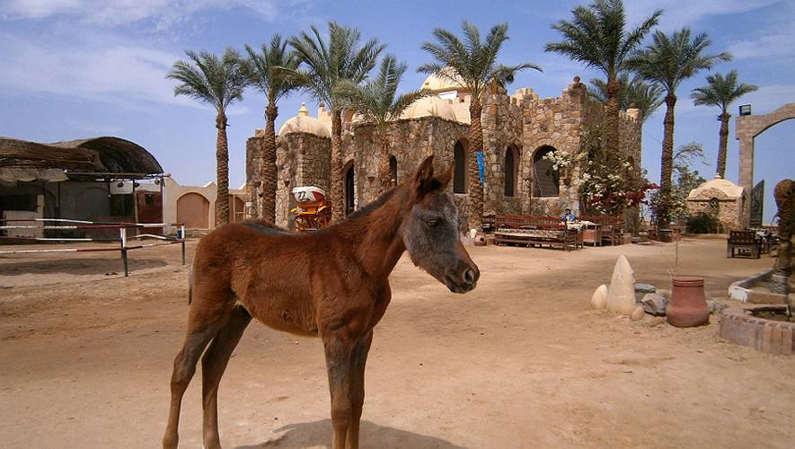 5-sea horse_15